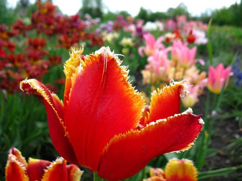Тюльпаны На Даче Фото